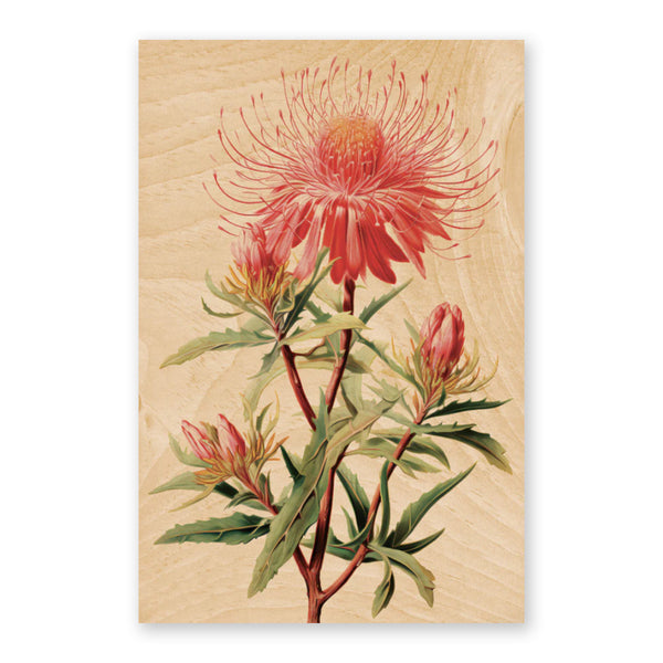 Australiana Postcard | Isopogon Roseus | Woodhi - Kami Paper