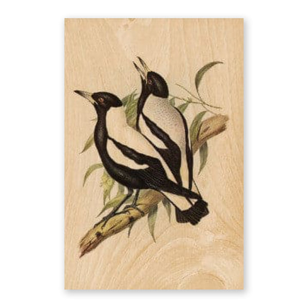 Australiana Postcard | Magpies | Woodhi - Kami Paper