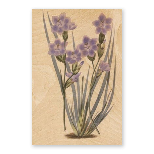 Australiana Postcard | Morning Iris | Woodhi - Kami Paper