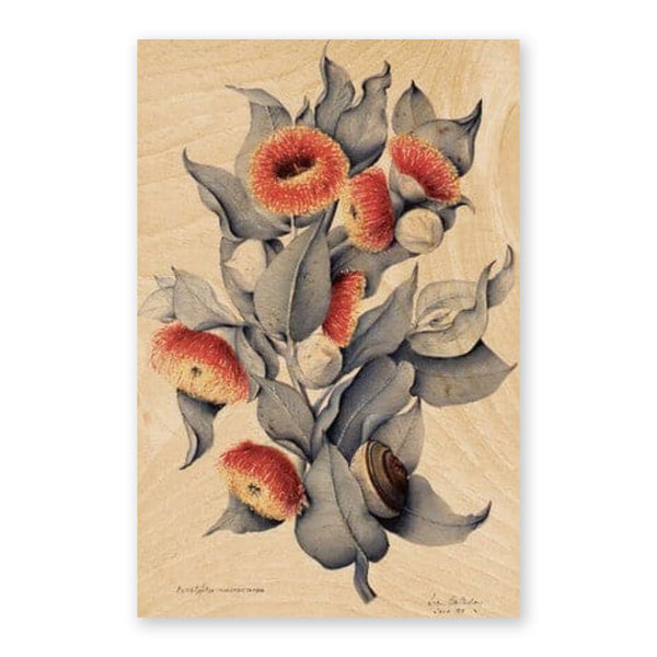 Australiana Postcard | Mottlecah | Woodhi - Kami Paper