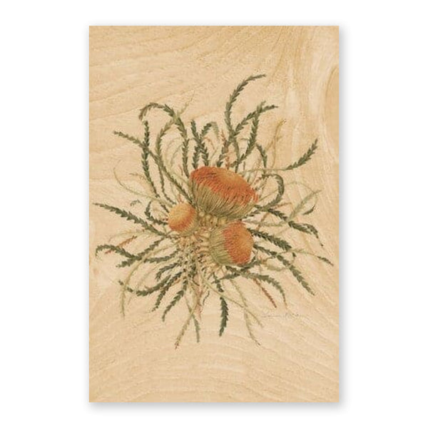 Australiana Postcard | Showy Dryandra | Woodhi - Kami Paper