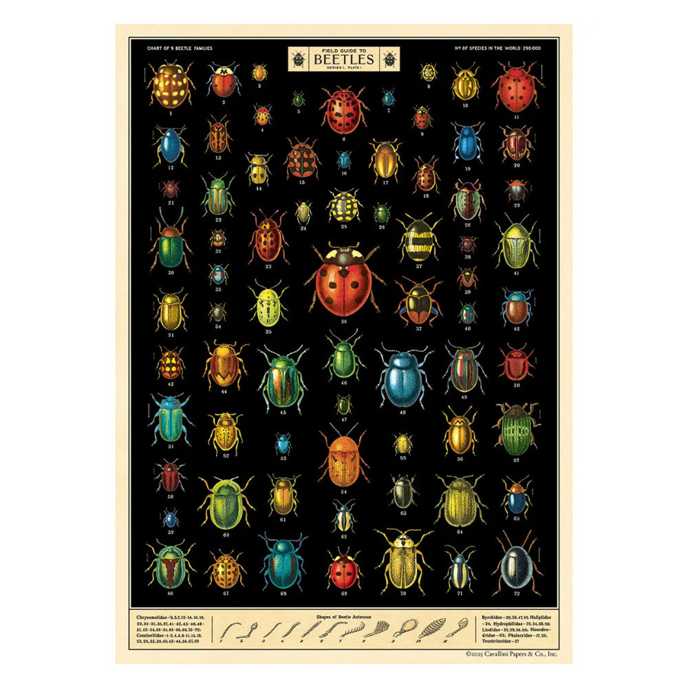 Vintage Poster | Field Guide To Beetle | Cavallini & Co.