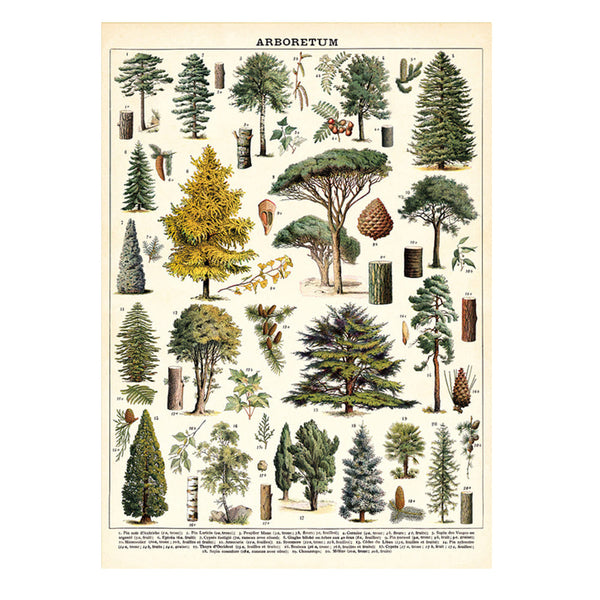 Vintage Poster | Aboretum | Cavallini & Co.