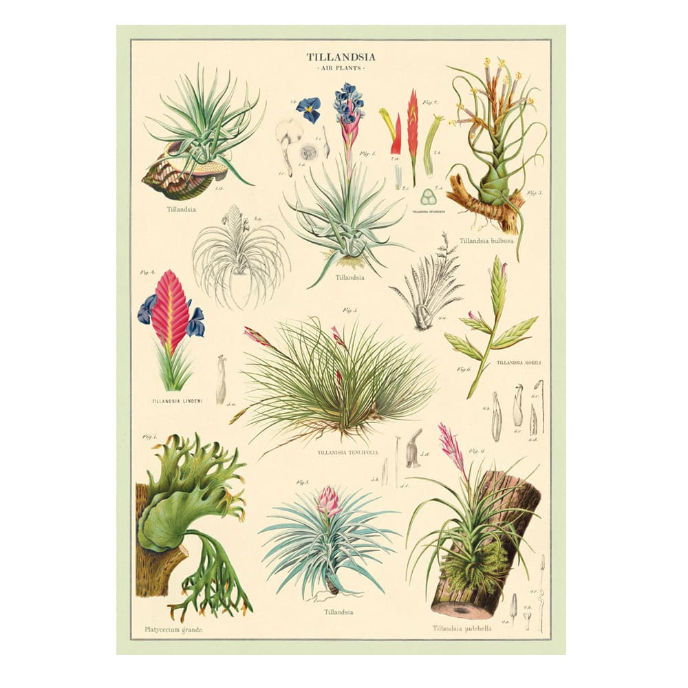 Vintage Poster | Air Plant | Cavallini & Co.