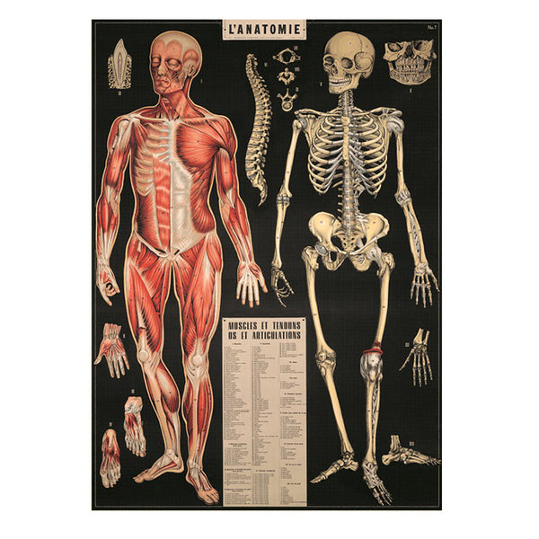 Vintage Poster | L'Anatomie | Cavallini & Co.