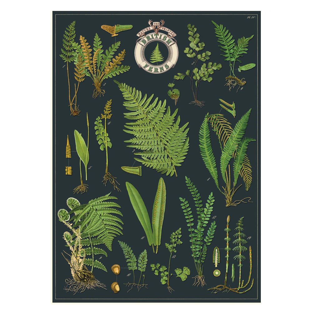 Vintage Poster | British Ferns | Cavallini & Co.
