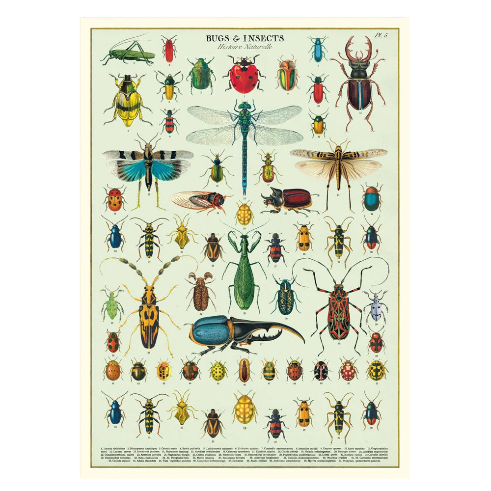 Vintage Poster | Bugs and Insects | Cavallini & Co.