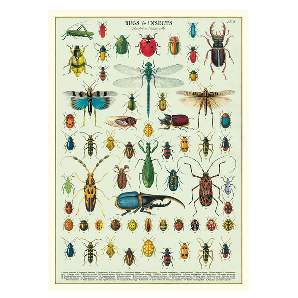 Vintage Poster | Bugs and Insects | Cavallini & Co.