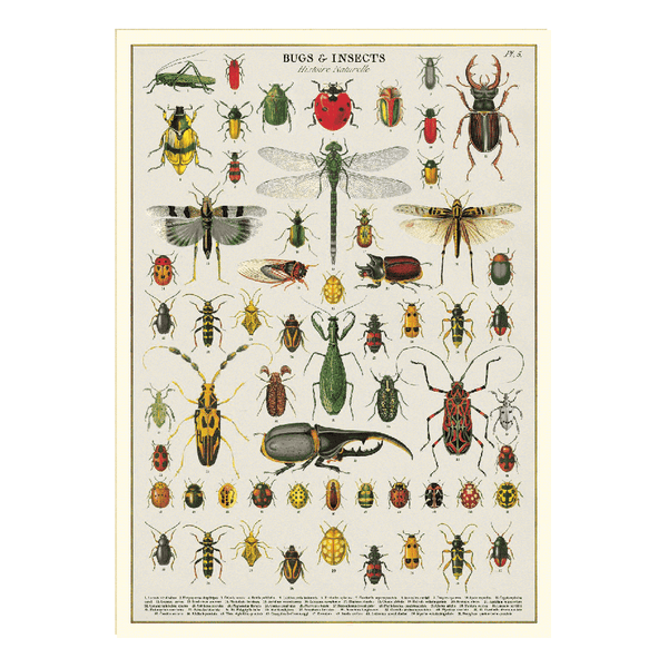Vintage Poster | Bugs and Insects | Cavallini & Co.