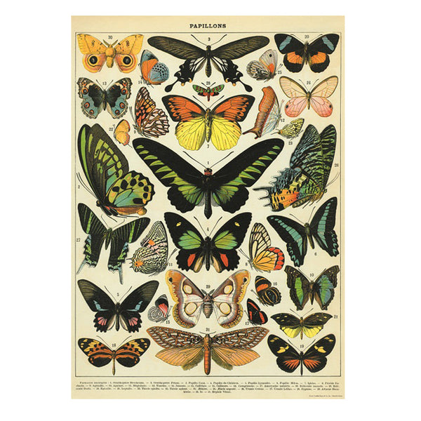 Vintage Poster | Butterflies | Cavallini & Co.
