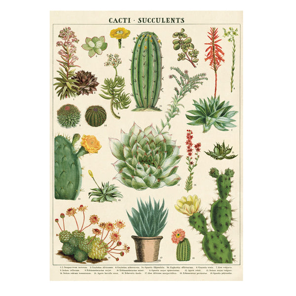 Vintage Poster | Cactus and Succulents | Cavallini & Co.