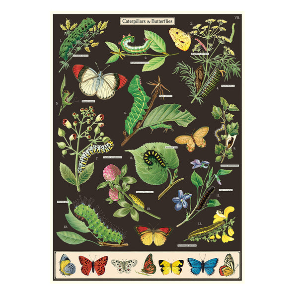 Vintage Poster | Caterpillars and Butterflies | Cavallini & Co.