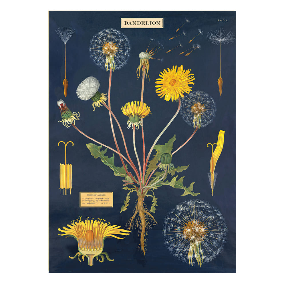 Vintage Poster | Dandelion | Cavallini & Co.