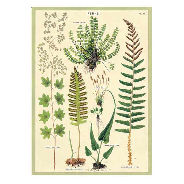 Vintage Poster | Fern | Cavallini & Co.