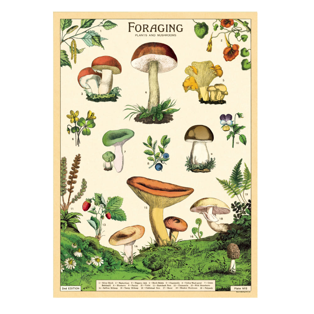 Vintage Poster | Foraging | Cavallini & Co.