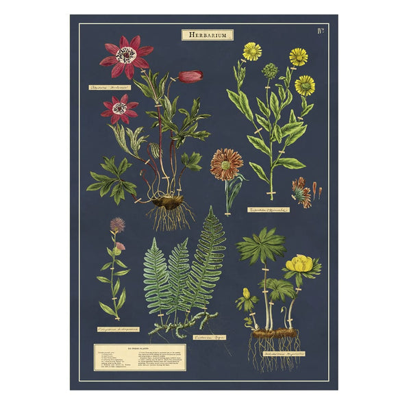 Vintage Poster | Herbarium | Cavallini & Co.