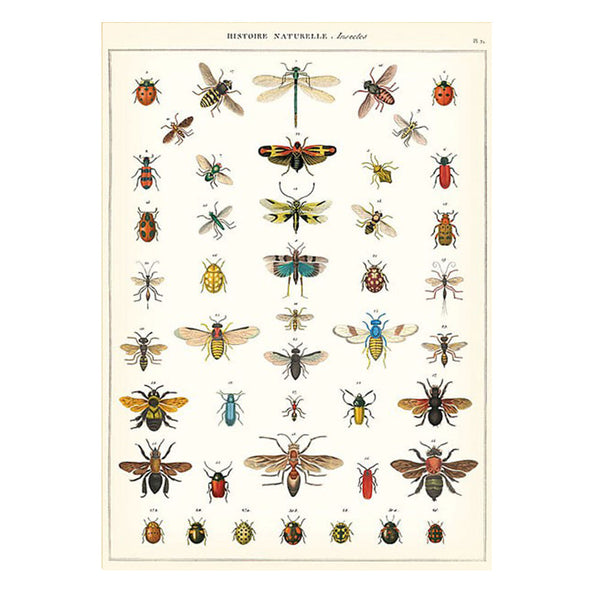 Vintage Poster | Natural History Insect 2 | Cavallini & Co.