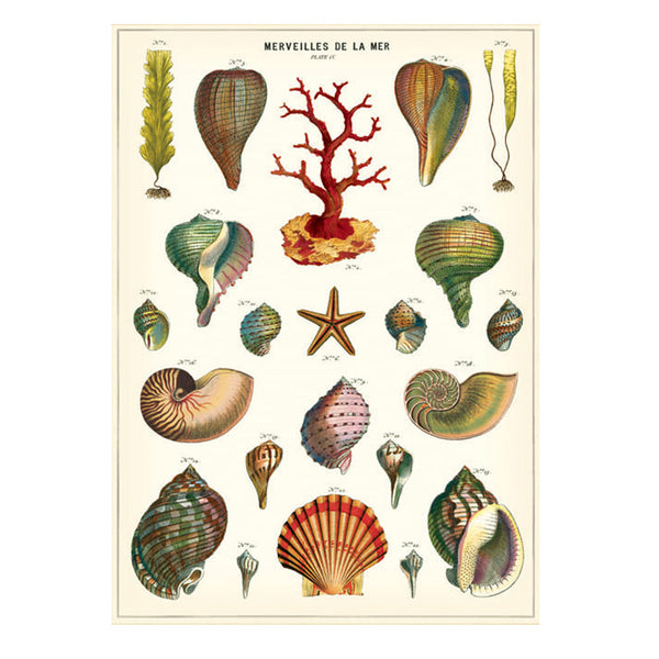 Vintage Poster | Shells | Cavallini & Co.