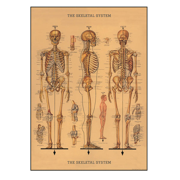 Vintage Poster | Skeleton | Cavallini & Co.