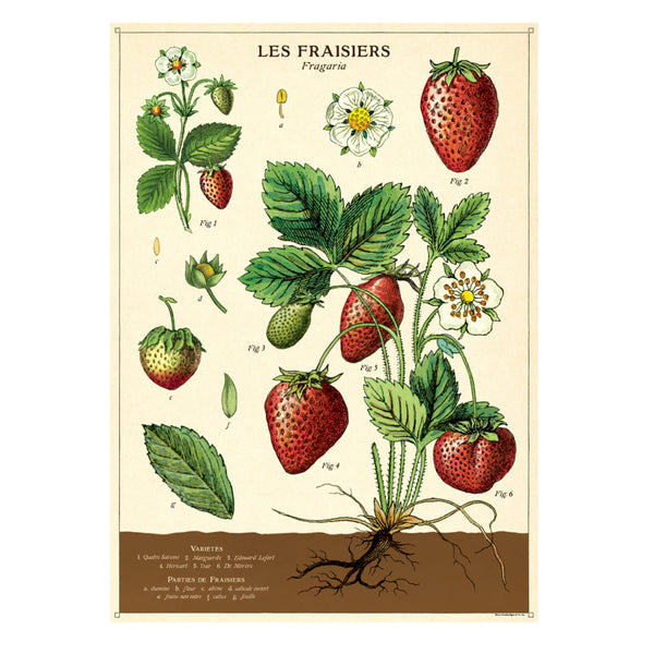 Vintage Poster | Strawberries | Cavallini & Co.
