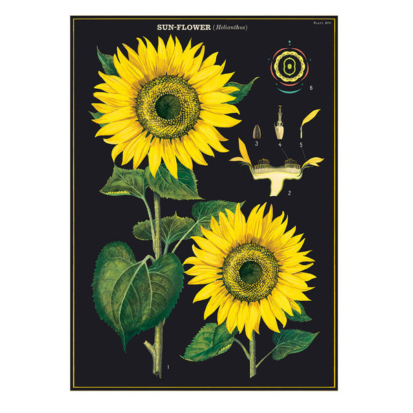 Vintage Poster | Sunflower | Cavallini & Co.