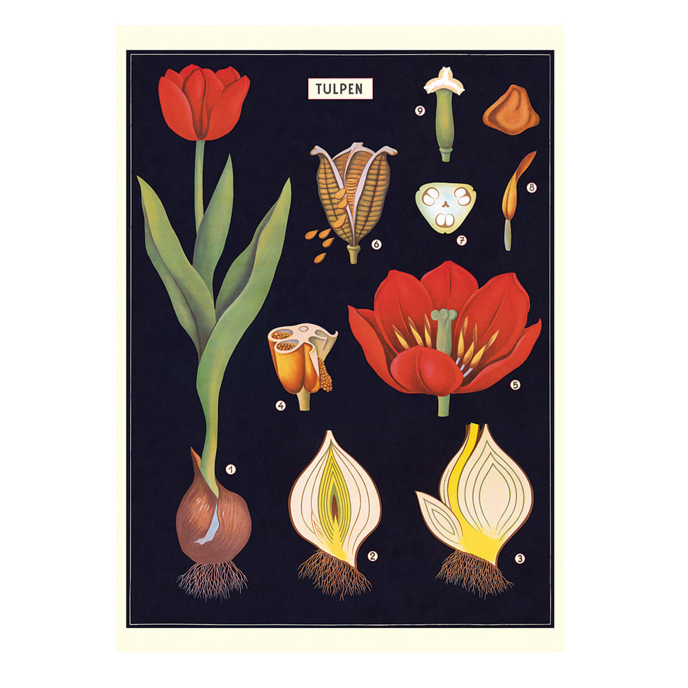 Vintage Poster | Tulip | Cavallini & Co.