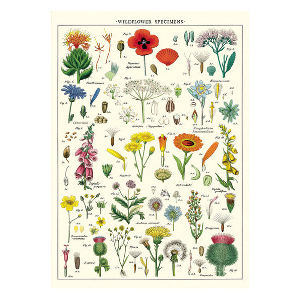Vintage Poster | Wild Flowers | Cavallini & Co.